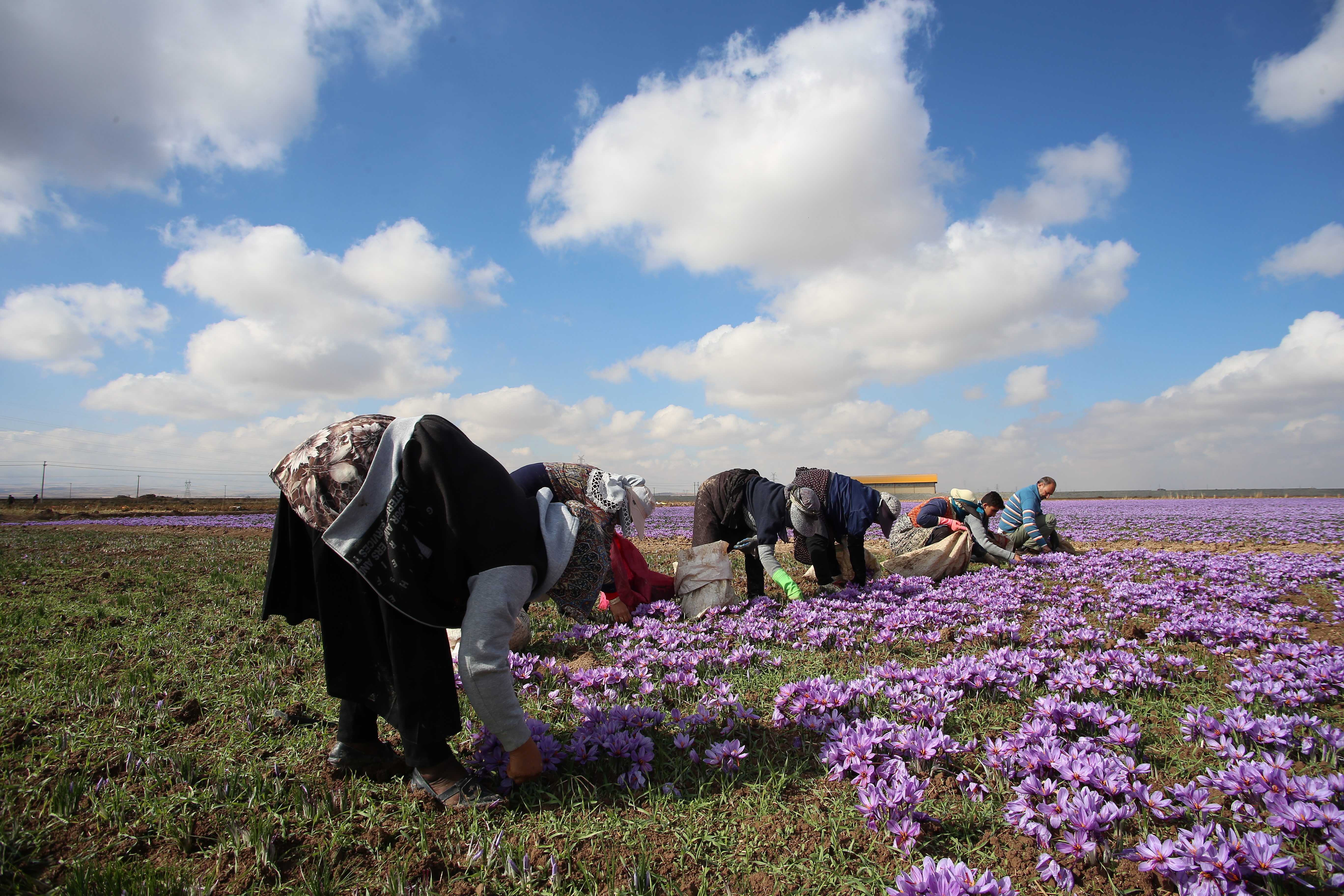 زعفران یک گرمی
