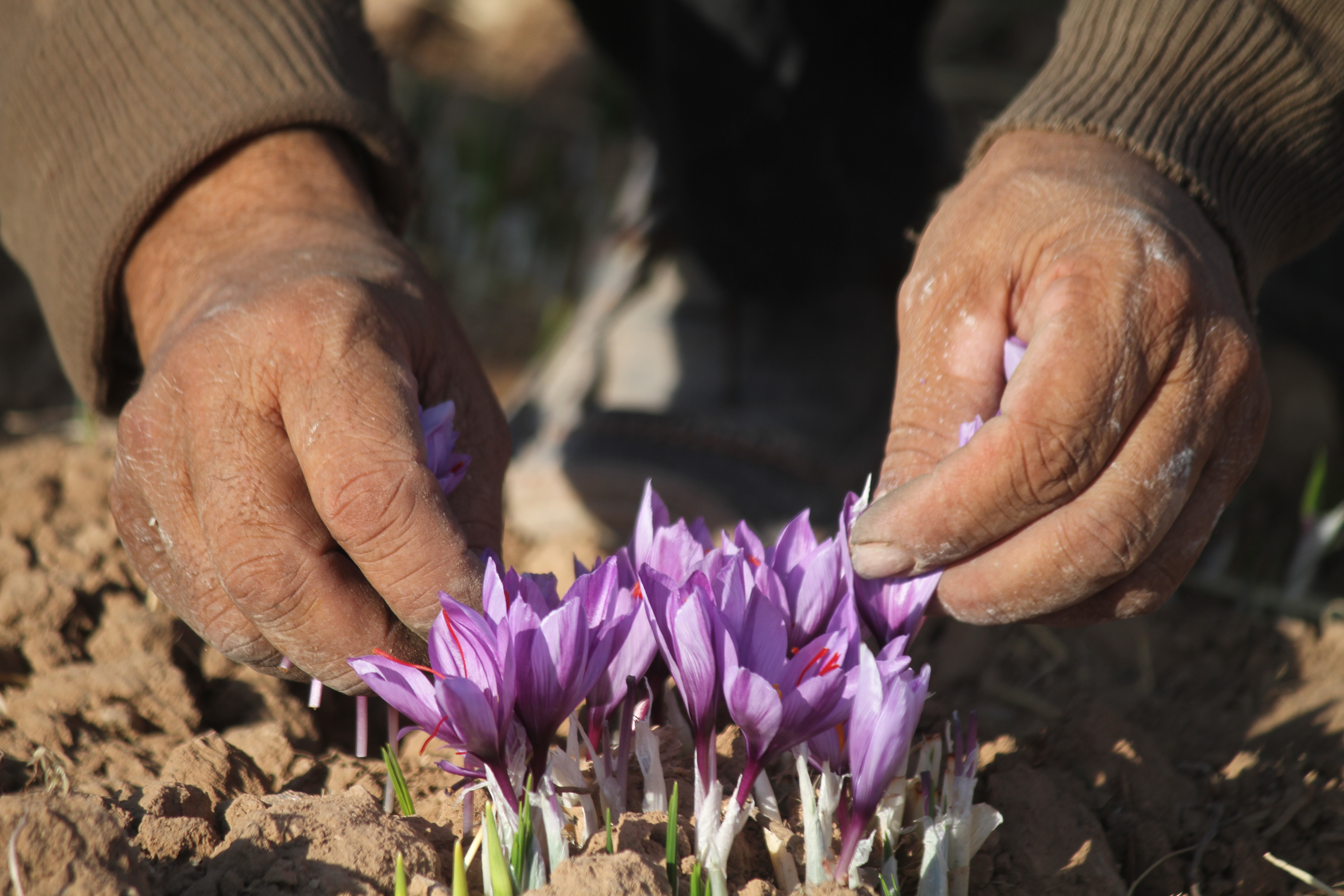 خرید زعفران