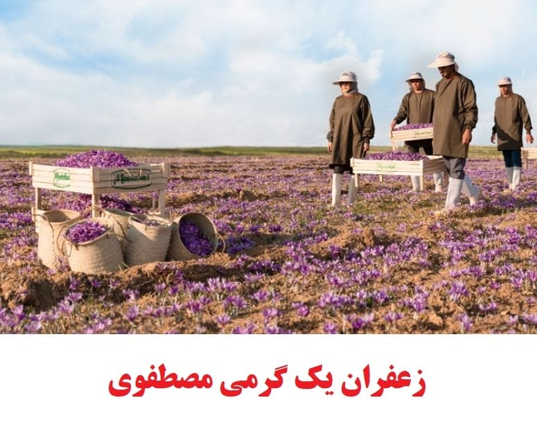 زعفران یک گرمی
