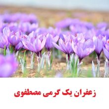 زعفران یک گرمی مصطفوی