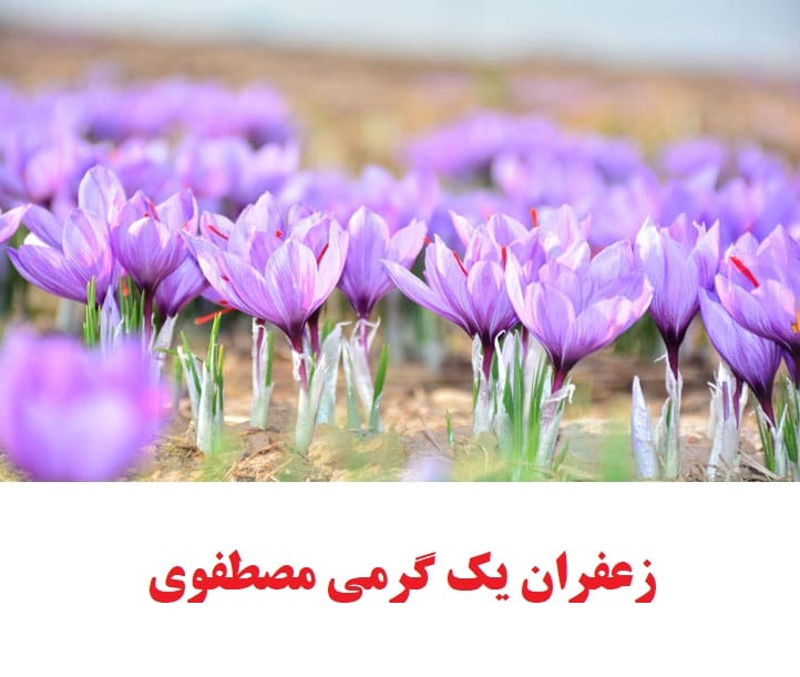 زعفران یک گرمی مصطفوی